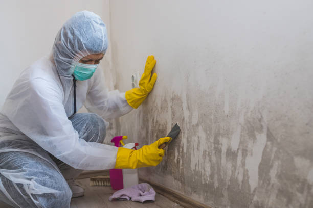 Crawl Space Mold Removal in Georgetown, KY