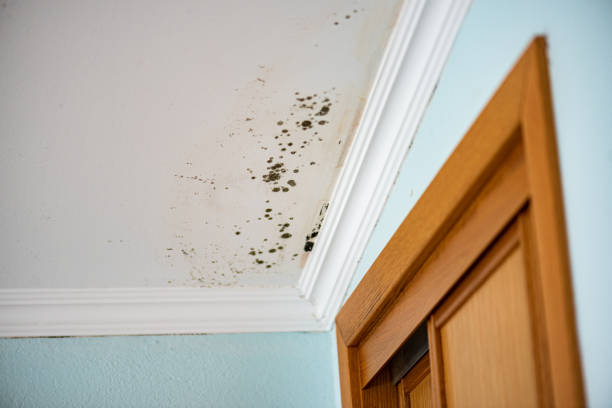 Best Home Mold Removal  in Georgetown, KY