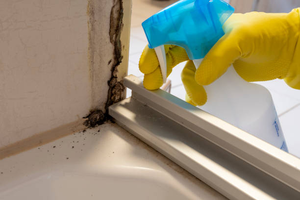 Best Toxic Mold Removal  in Georgetown, KY
