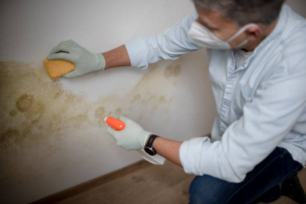 Reliable Georgetown, KY Mold Removal Solutions